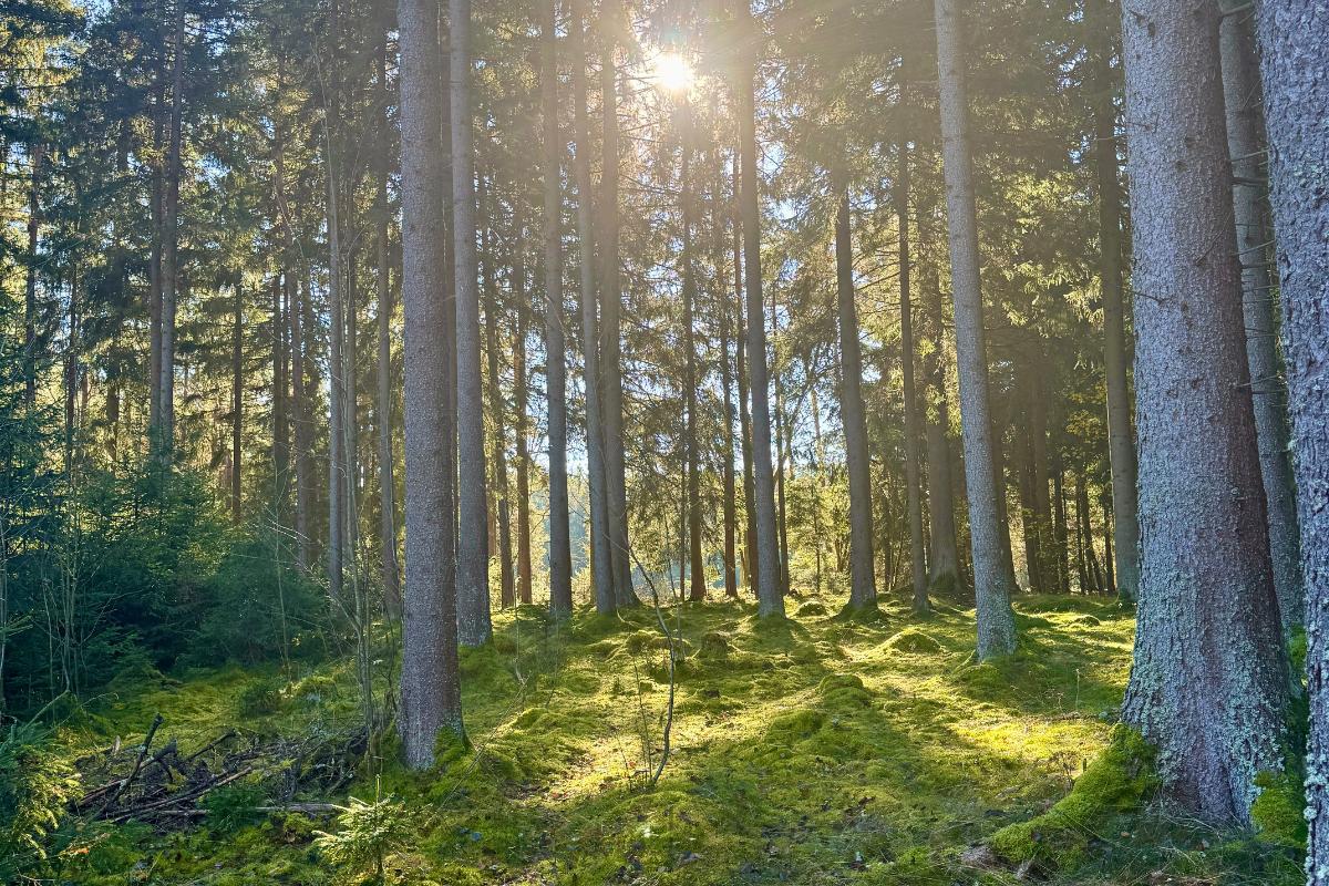 Kleine Wald-Zeit in Bad Weißenstadt