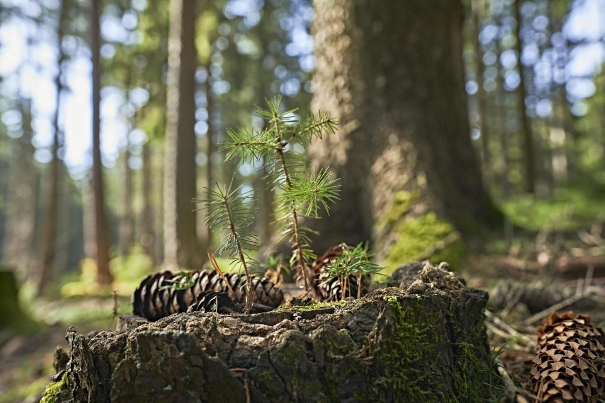 Kleine Wald-Zeit in Bad Weißenstadt