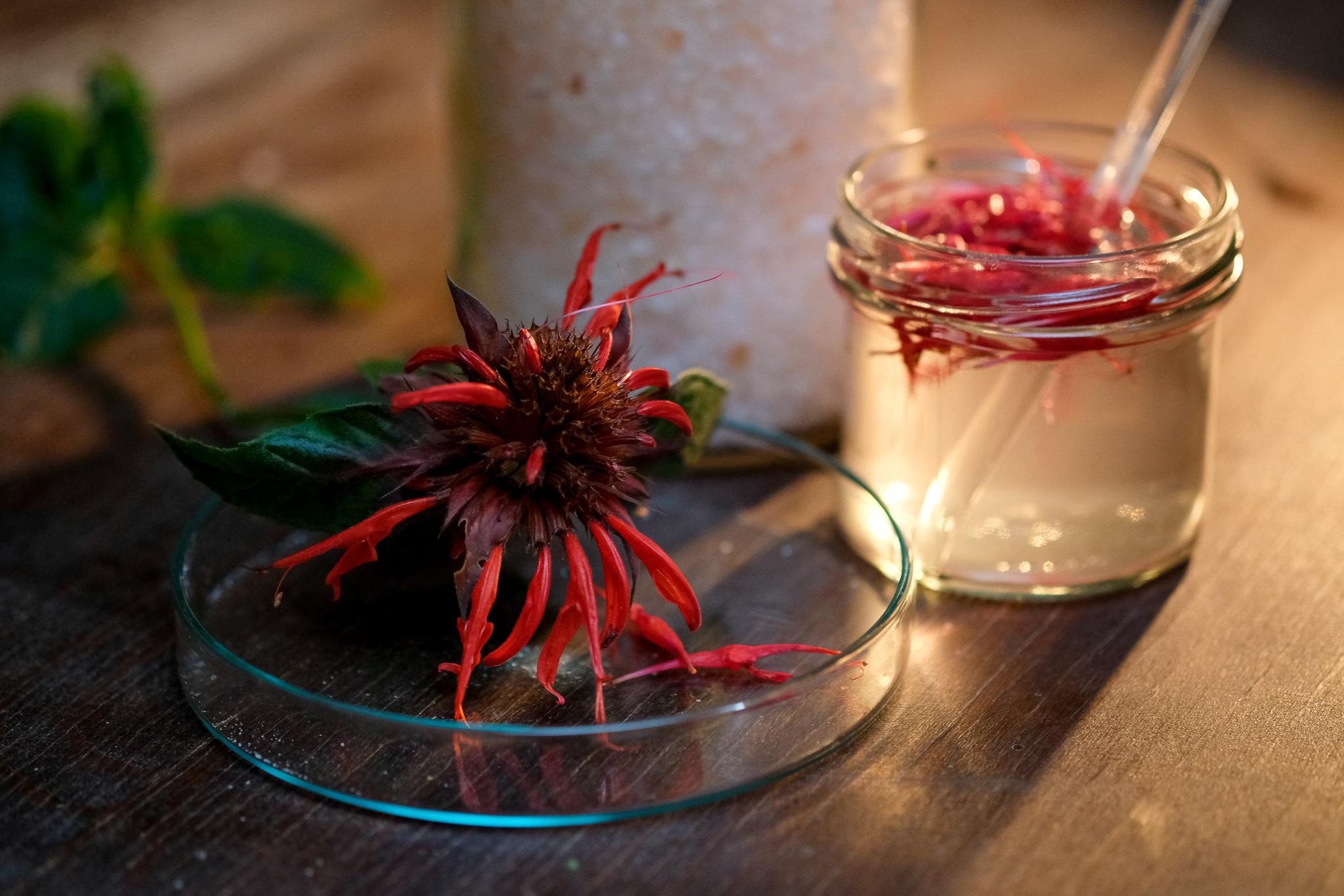 Rote Blüte, Salz in Gefäß und ein Gefäß mit Flüssigkeit und Blüten drin