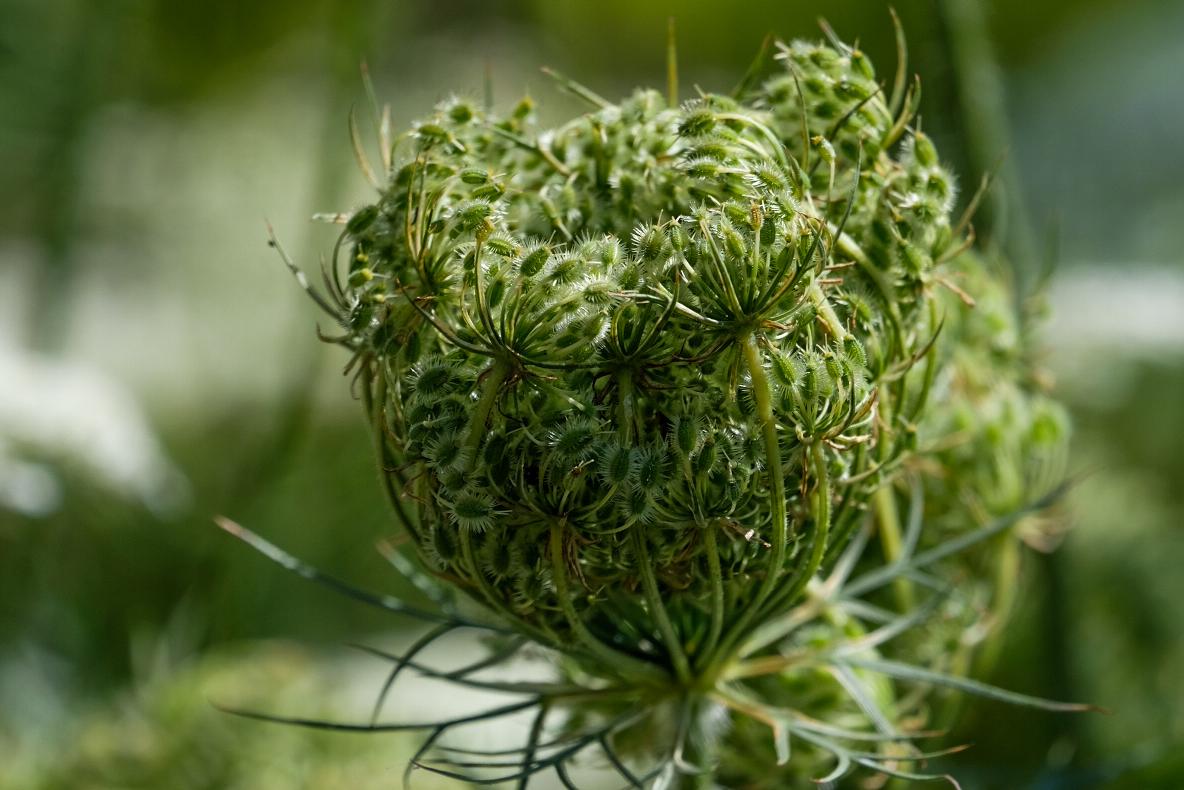 Essbares am Wegesrand - Wurzeln- Früchte- Samen