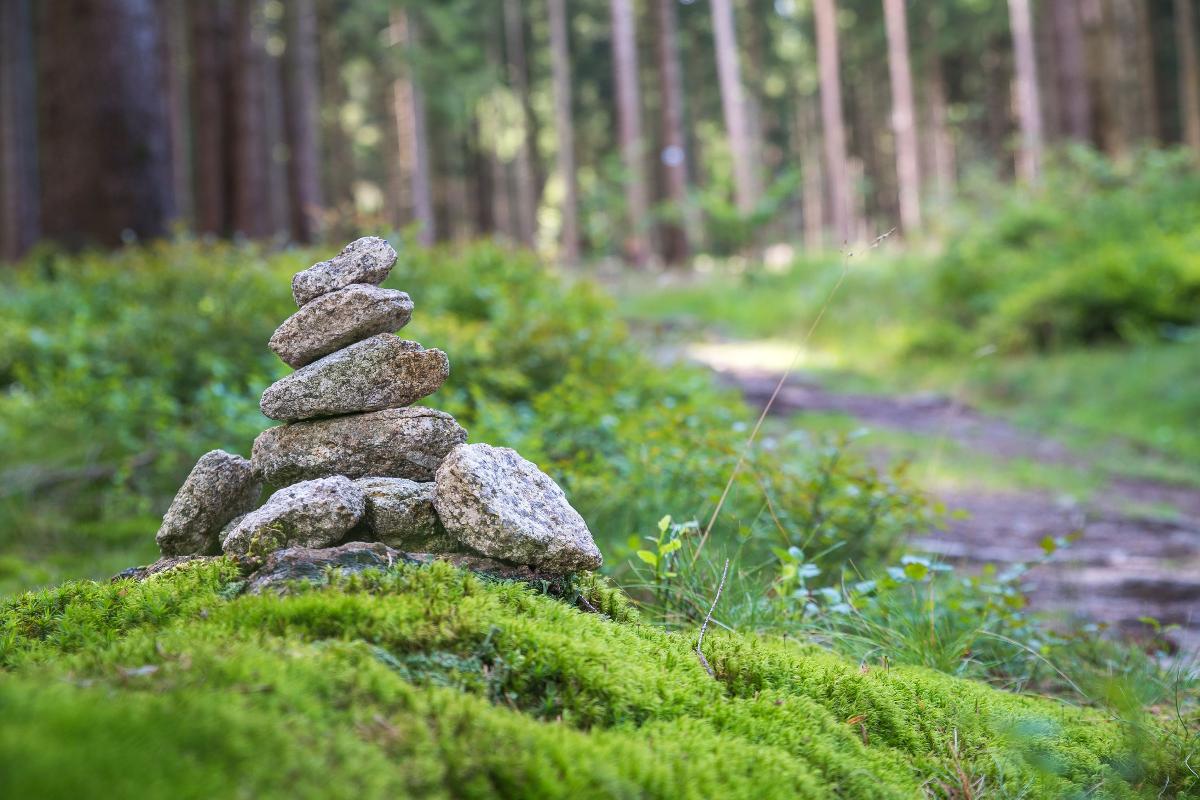Wald-Gesundheitstraining – den Wald mit allen Sinnen genießen Wald-Gesundheitstraining – den Wald mit allen Sinnen genießen